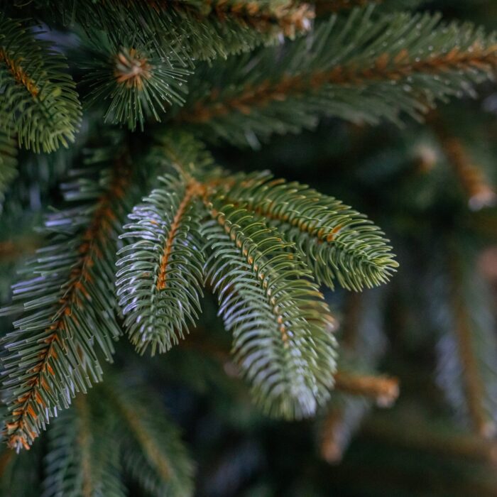 250-cm-dirbtine-kaledu-eglute-bergamo-premium-9.jpg 250-cm-dirbtine-kaledu-eglute-bergamo-premium-9.jpg