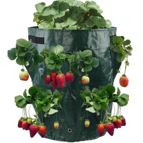 Braškių sodinimo maišas