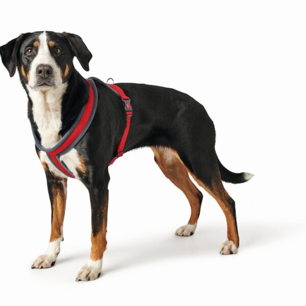 L Penešos Hunter 68115