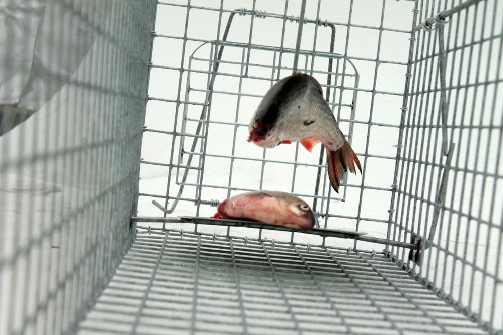 narvas-gaudykle-su-kamera-jaukui-8.jpg narvas-gaudykle-su-kamera-jaukui-8.jpg