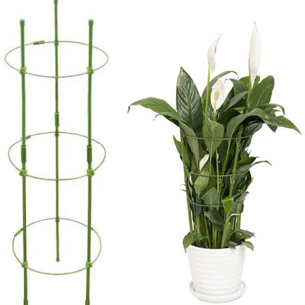 Žiedinė atrama augalams